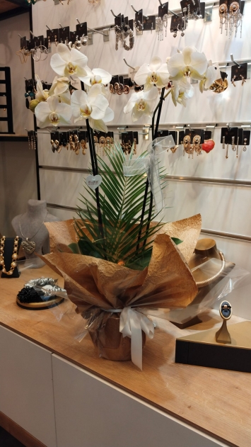 İTHAL WHİTE ORCHİD