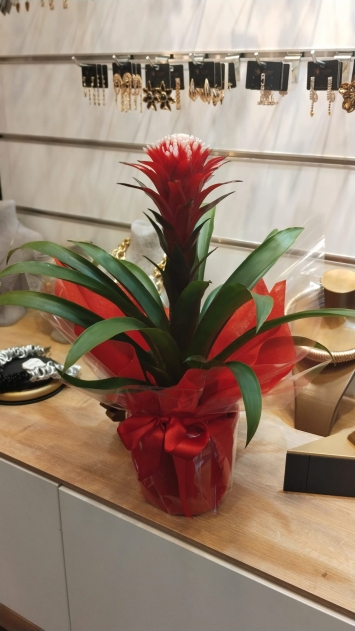 GUZMANIA HOPE