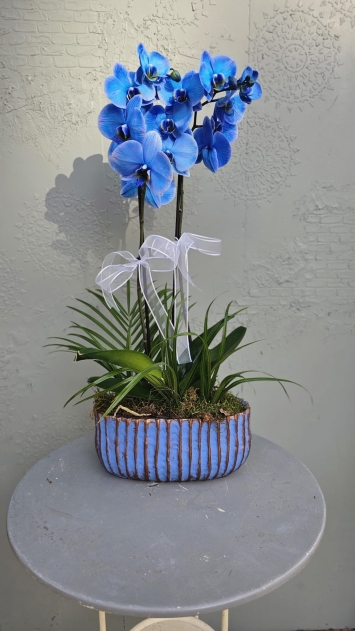 2 DALLİ MAVİ ORKİDE