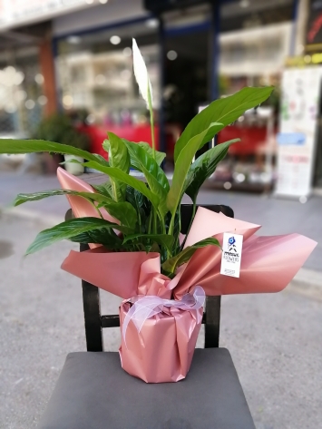 SPATİFİLYUM