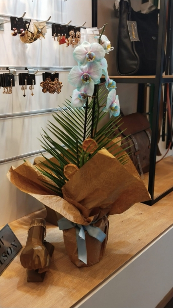 ALACALI MAVİ ORKİDE